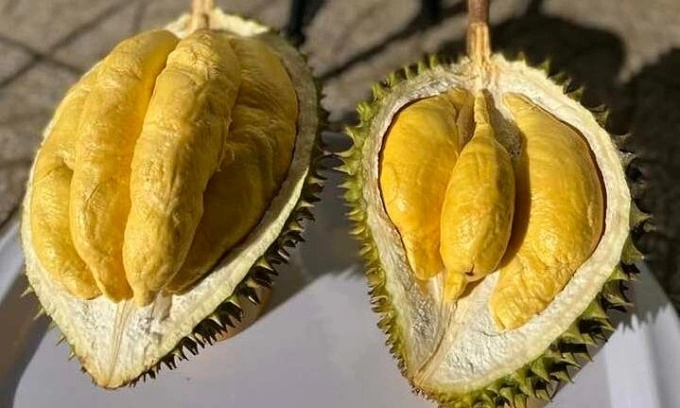 越南同塔榴槤節後供給緊，收購價飆至每公斤14萬盾。圖截自：VnExpress